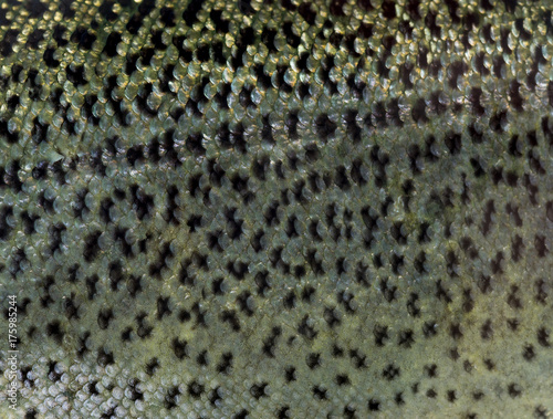 Close-up of rainbow trout scales