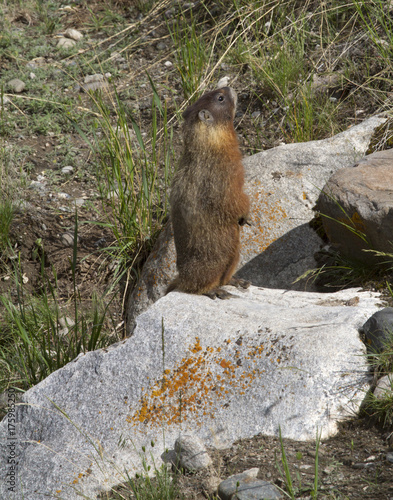 Yellow Bellied Marmot Standing on Rock