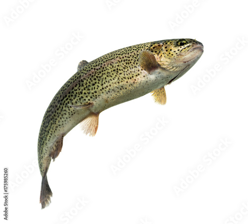 Rainbow trout swimming, isolated on white