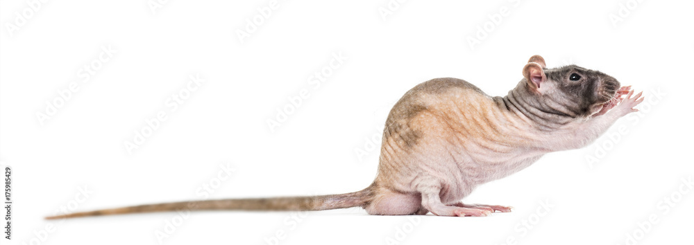 Rat grabbing something, isolated on white Rat grabbing something, isolated on white