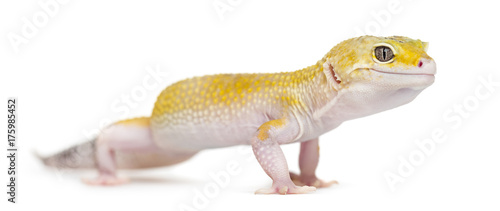 Yellow gecko standing  isolated on white