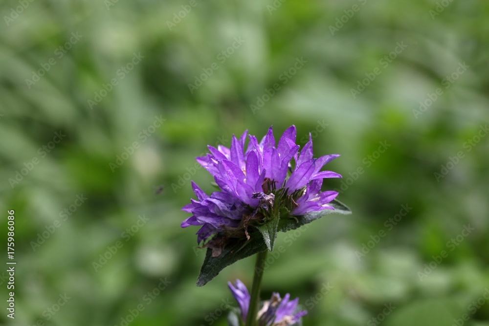 Clustered Bellflower (Campanula glomerata) Clustered Bellflower (Campanula glomerata)