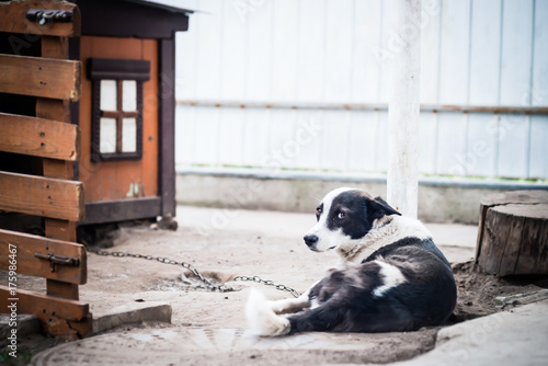 Sad dog on a chain near their booth © Anastasiia