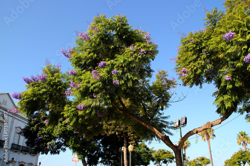 Blühende Bäume in Faro