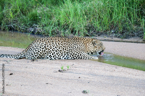 Leopard drinks water in its natural environment. Photo taken in a Kruger National Park in the South African Republic.