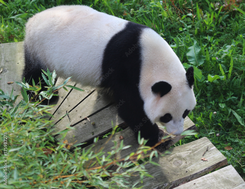 Fototapeta premium Giant panda