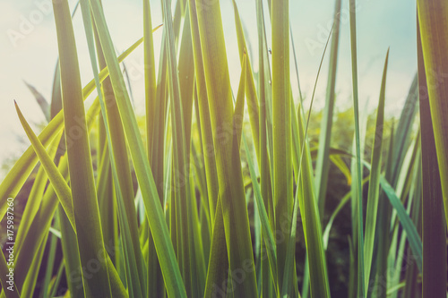 Green grass texture. Grass texture background © VALERYIA