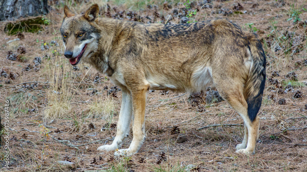 Obraz premium Canis Lupus Signatus profile view