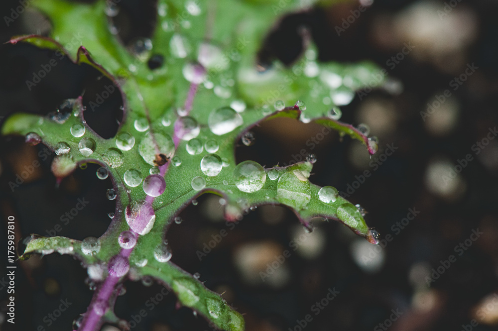 the Kale got wet the Kale got wet