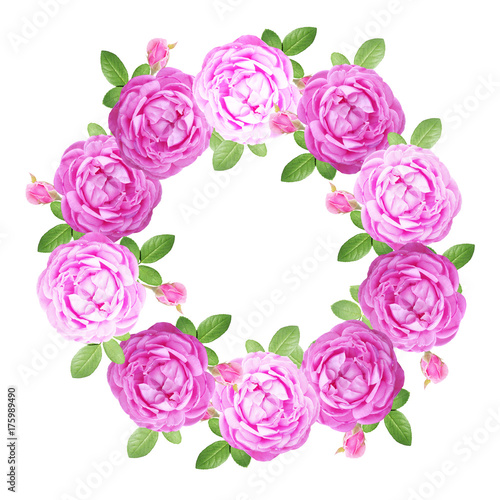 Circle of purple roses on a white background 