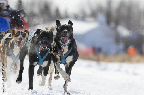 Dog sledding race in Quebec, Canada 