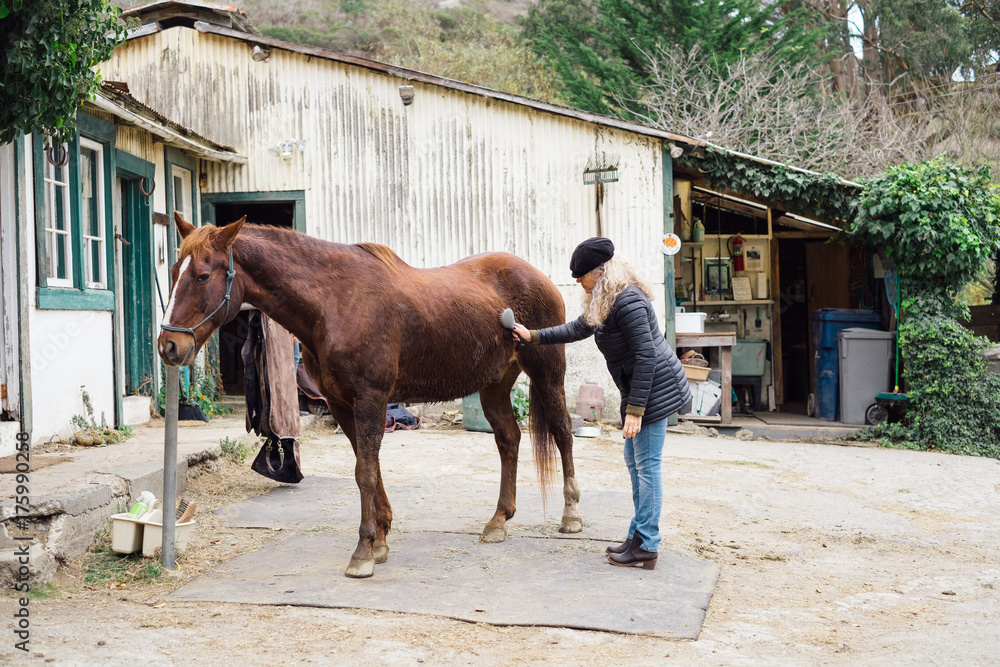 Horse is getting brushed down after a ride. Horse is getting brushed down after a ride.