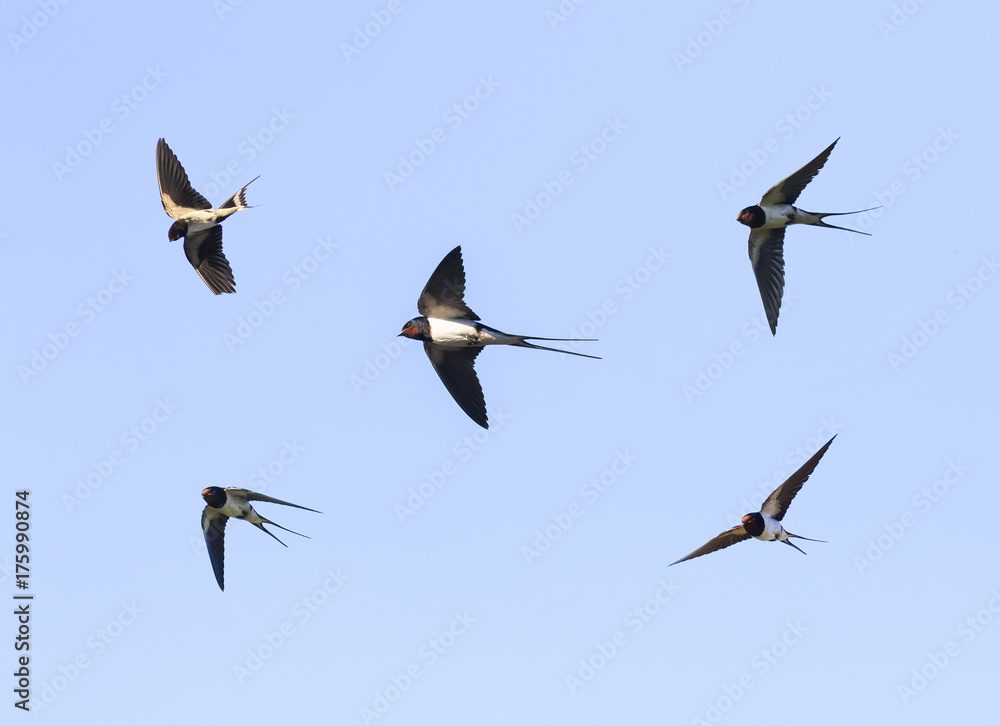 Naklejka premium ptaki jaskółki stodoły latają w błękitne niebo szeroko rozpościerają skrzydła