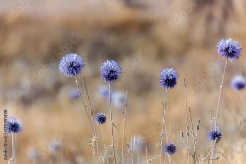 blue thistle on a meadow