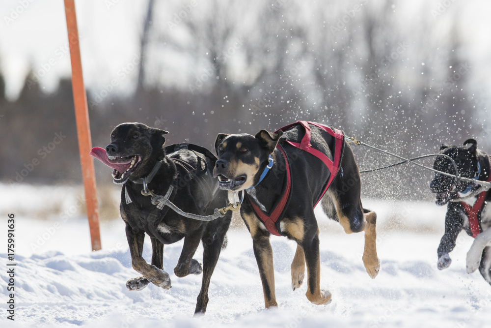 Dog sledding race in Quebec, Canada Dog sledding race in Quebec, Canada