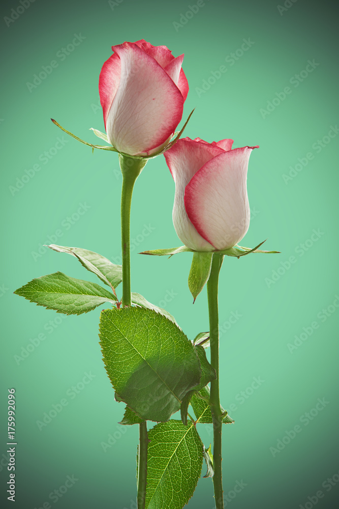 dos rosas sobre fondo