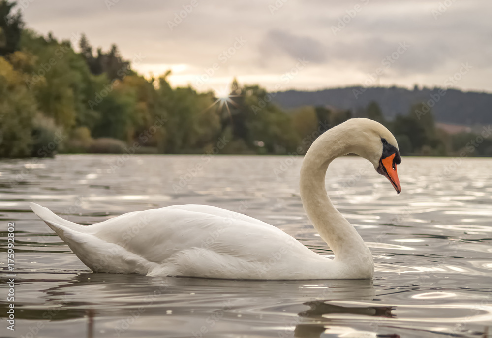 Fototapeta premium Schwan im Abendlicht