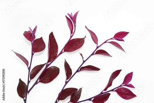Red branch with leaves.