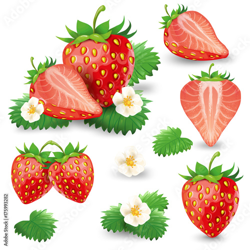 Set of whole and cut in half ripe strawberry with leaves and blossom realistic vector illustration isolated on white background. Delicious juicy sweet red berries with blooming flower design element
