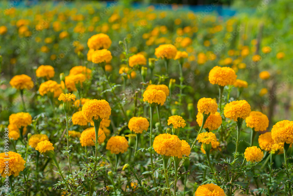 Marigold flowers are blossoming full of garden in thailand Marigold flowers are blossoming full of garden in thailand