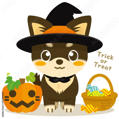 いぬっこ倶楽部　チワワ（黒）のハロウィン魔法使いコスチューム