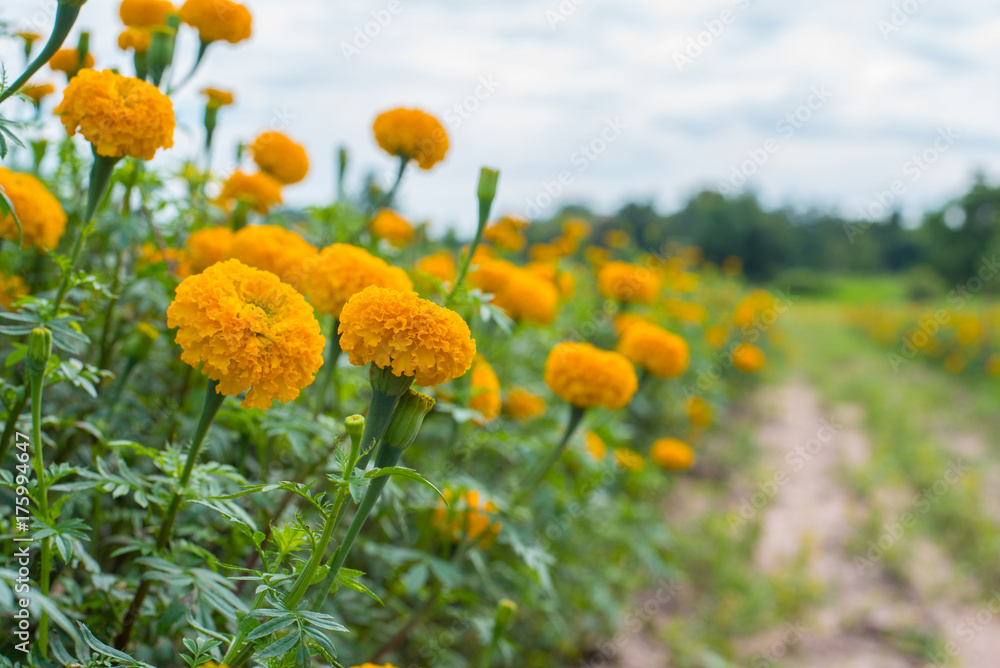 Marigold flowers are blossoming full of garden in thailand