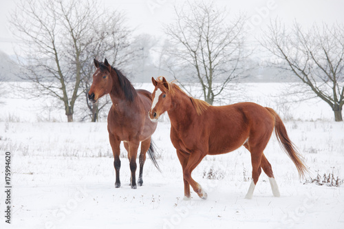 Two horses in winter landscape © lenkadan
