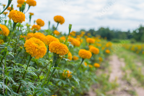 Marigold flowers are blossoming full of garden in thailand