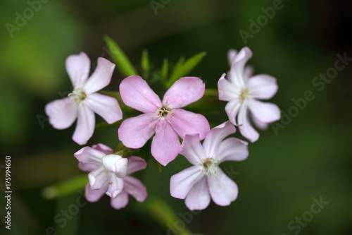 Common Soapwort (Saponaria officinalis)