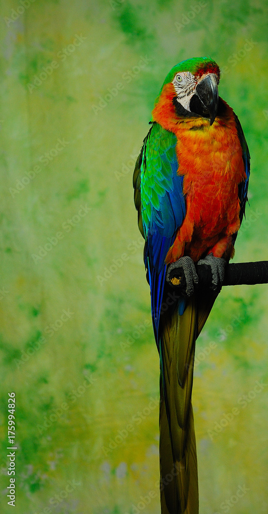 Obraz premium Pretty Parrot