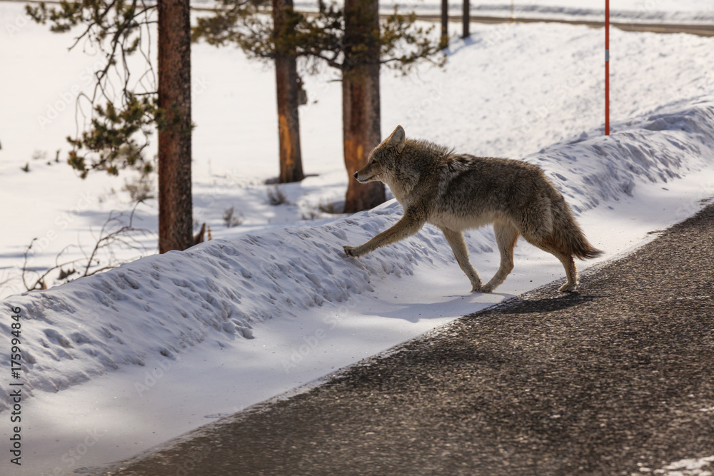 Obraz premium A wolf crosses the street in Yellowstone National Park, Wyoming
