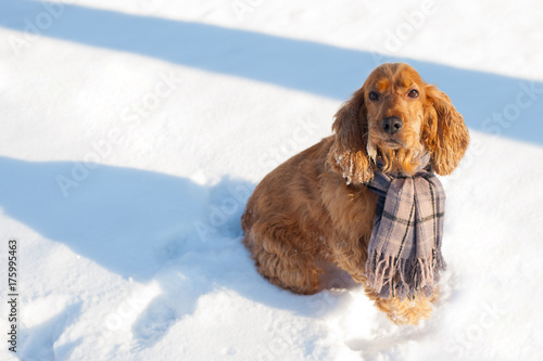 Young cocker spaniel with pretty scarf sitting at the snow on sunny winter day