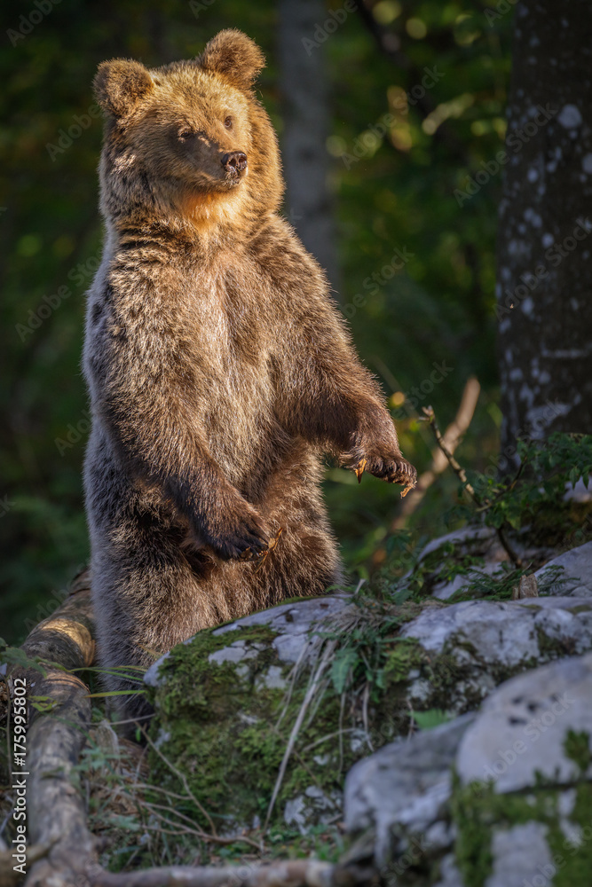 Curious bear standing