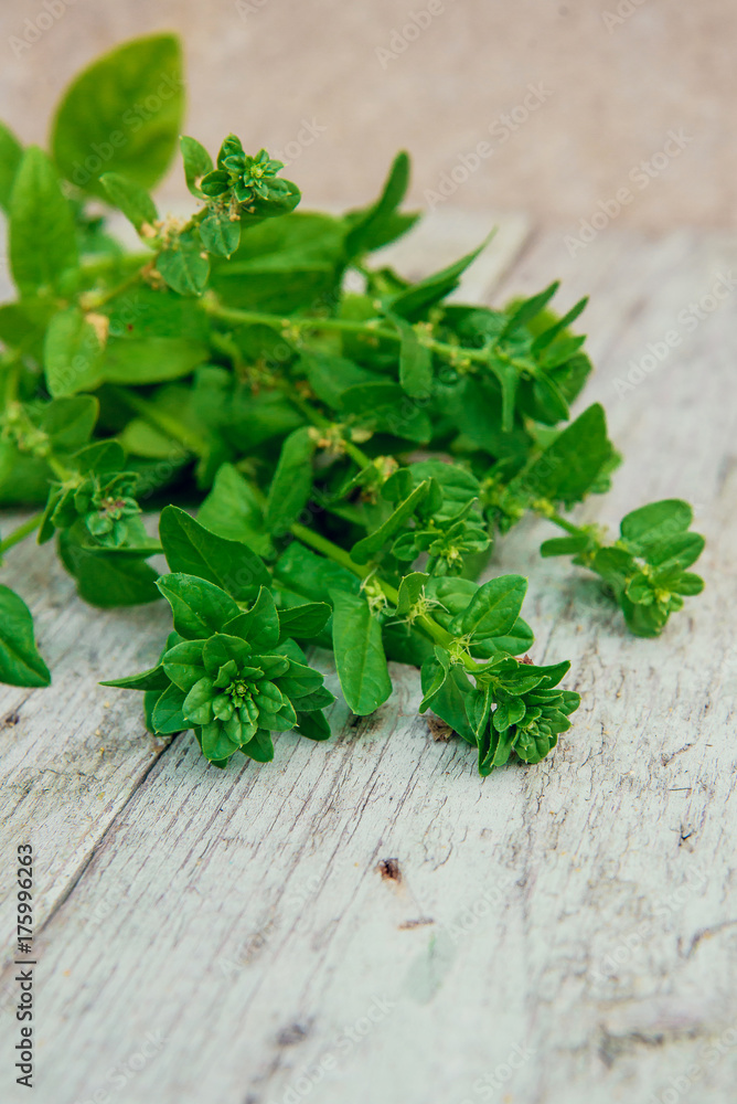 Spinach baby leaves on a white wooden background. copy space Spinach baby leaves on a white wooden background. copy space