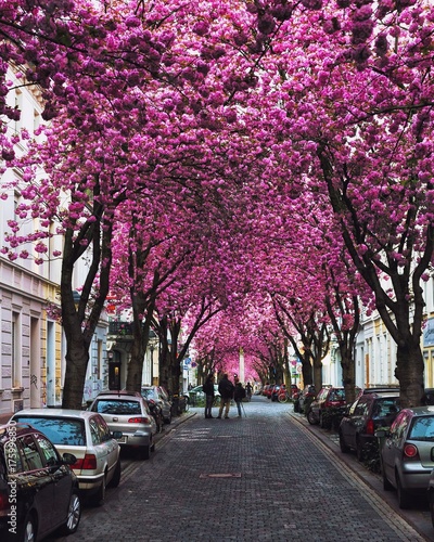 Bonn Kirschblüte