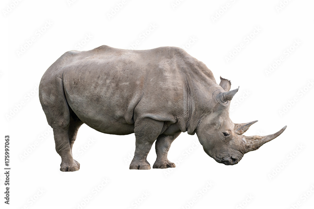 Naklejka premium biały nosorożec ceratotherium simum na białym tle
