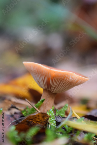 Colorful mushrooms in the forest in autumn after a rainy morning