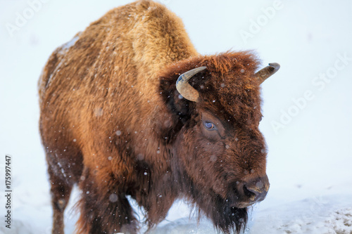 A buffalo squares off in Yellowstone National Park, Wyoming
