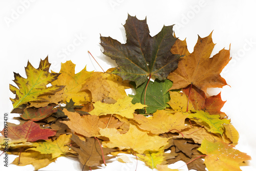 Maple and oak leaves on white background.