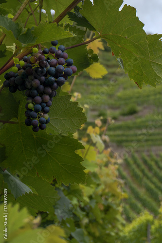 a bunch of dark grapes on a vine