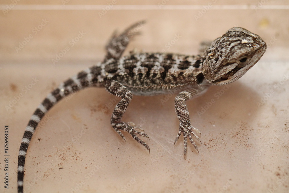 Naklejka premium bearded dragon