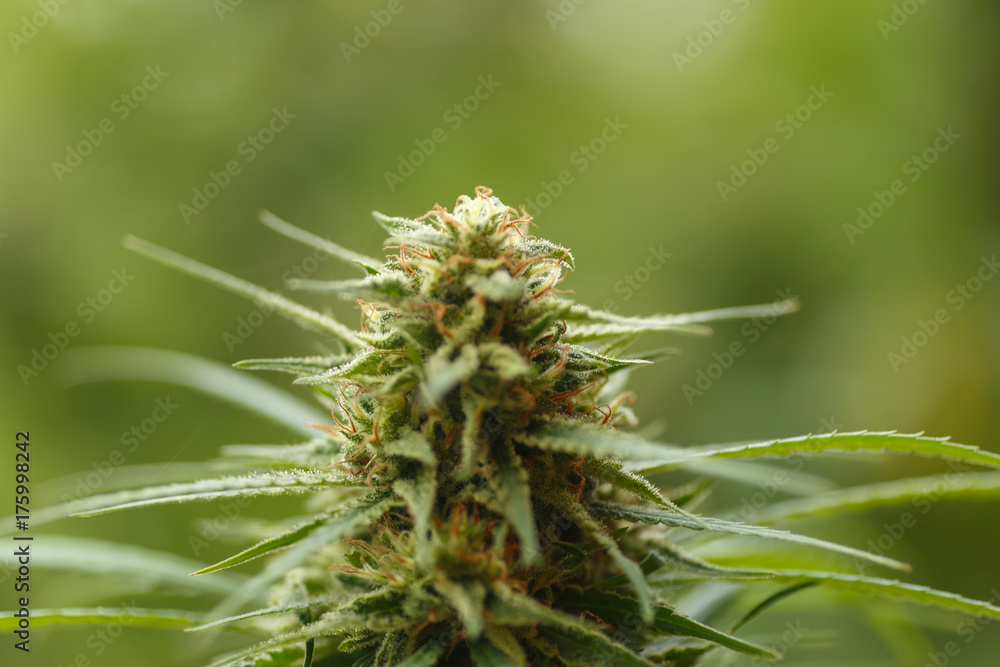 Detail of cannabis cola with visible hairs and leaves on late flowering stage Detail of cannabis cola with visible hairs and leaves on late flowering stage