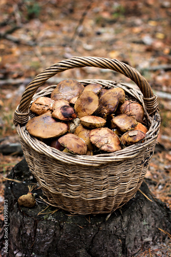 Forest mushrooms Forest mushrooms in the basket.