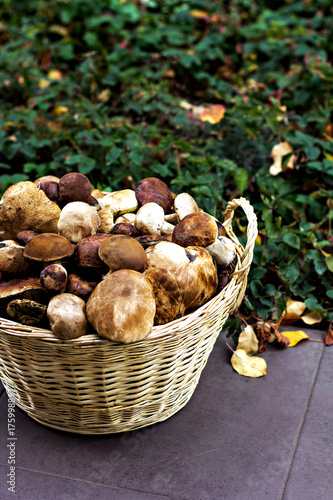 Forest mushrooms Forest mushrooms in the basket.