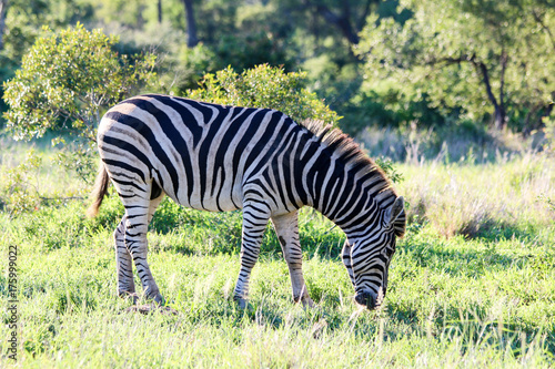 Zebra in its natural surroundings in a Kruger National Park in the South African Republic