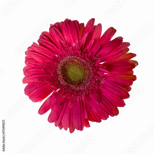 Pink Daisy