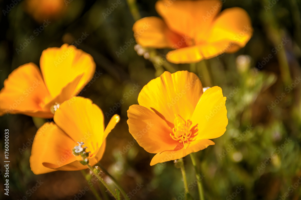 Fotografie Mexican Yellow Poppies