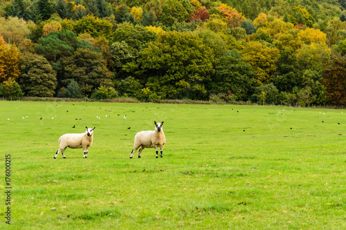 Sheep in a field