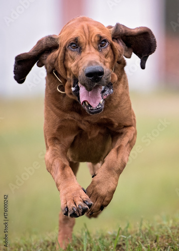 Bloodhound dog running photo
