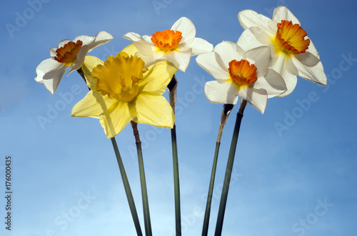 Fototapeta Naklejka Na Ścianę i Meble -  A bouquet of daffodils lit by the sun against the blue sky.